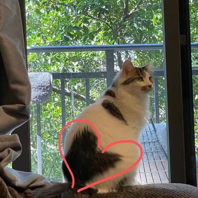 四猫CATHOME