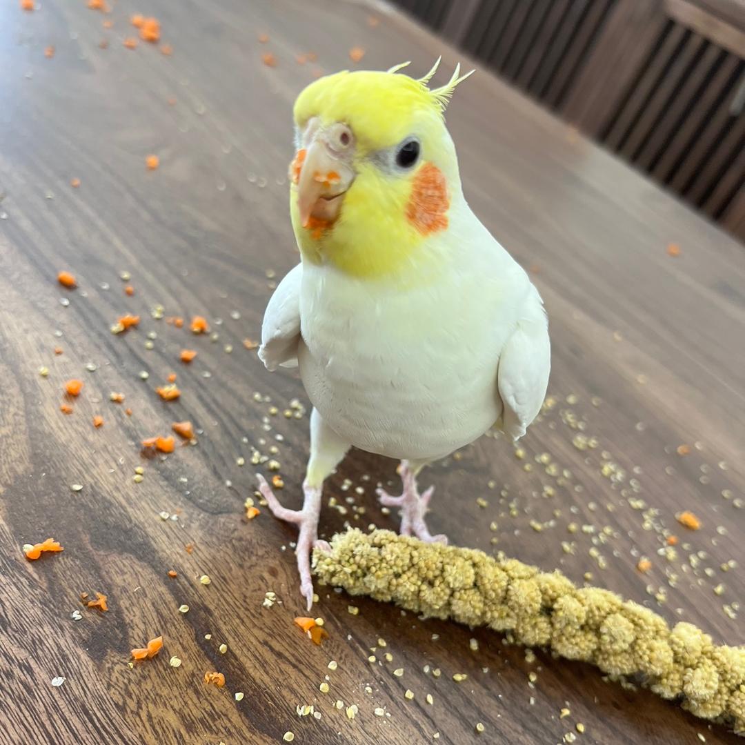 是乖皮皮吖