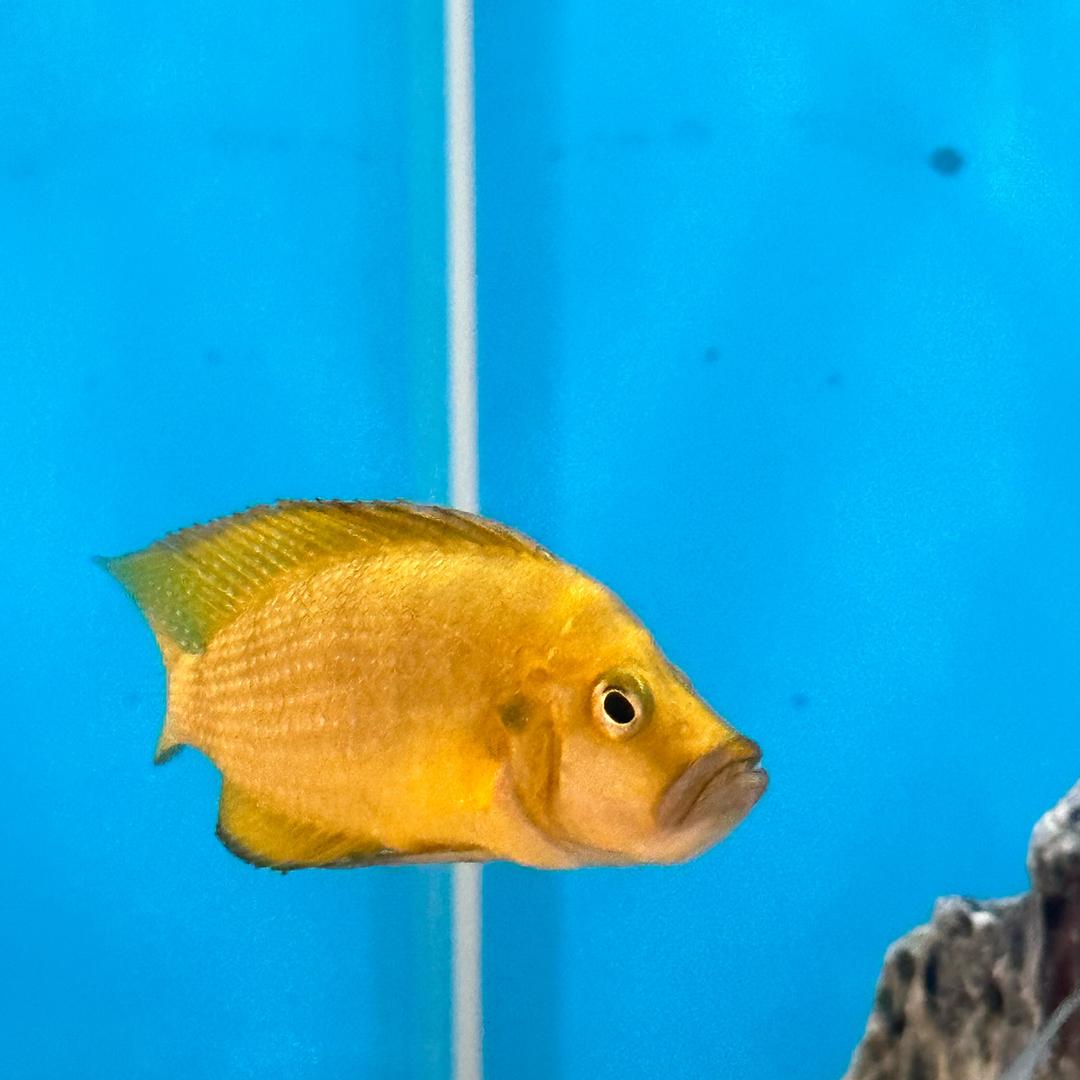 7-.