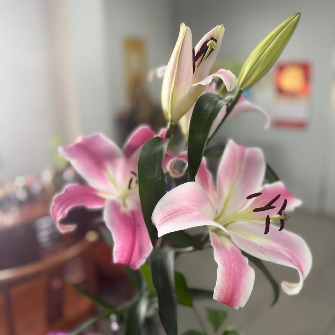 凤鸣天下