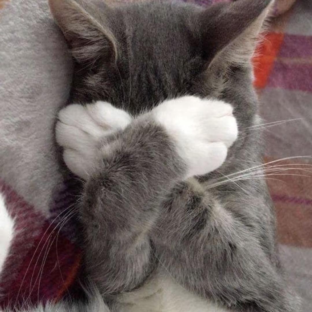 牙牙