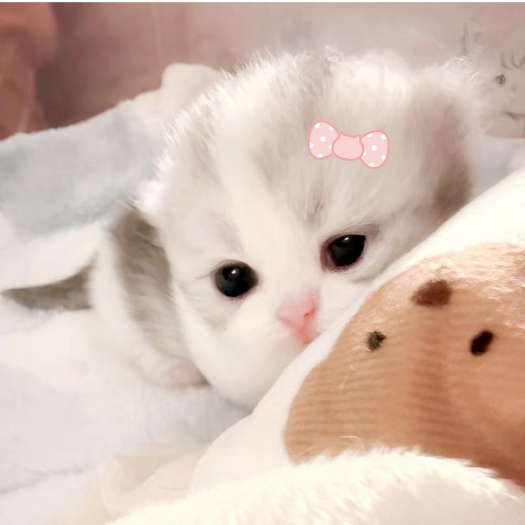 心里桦