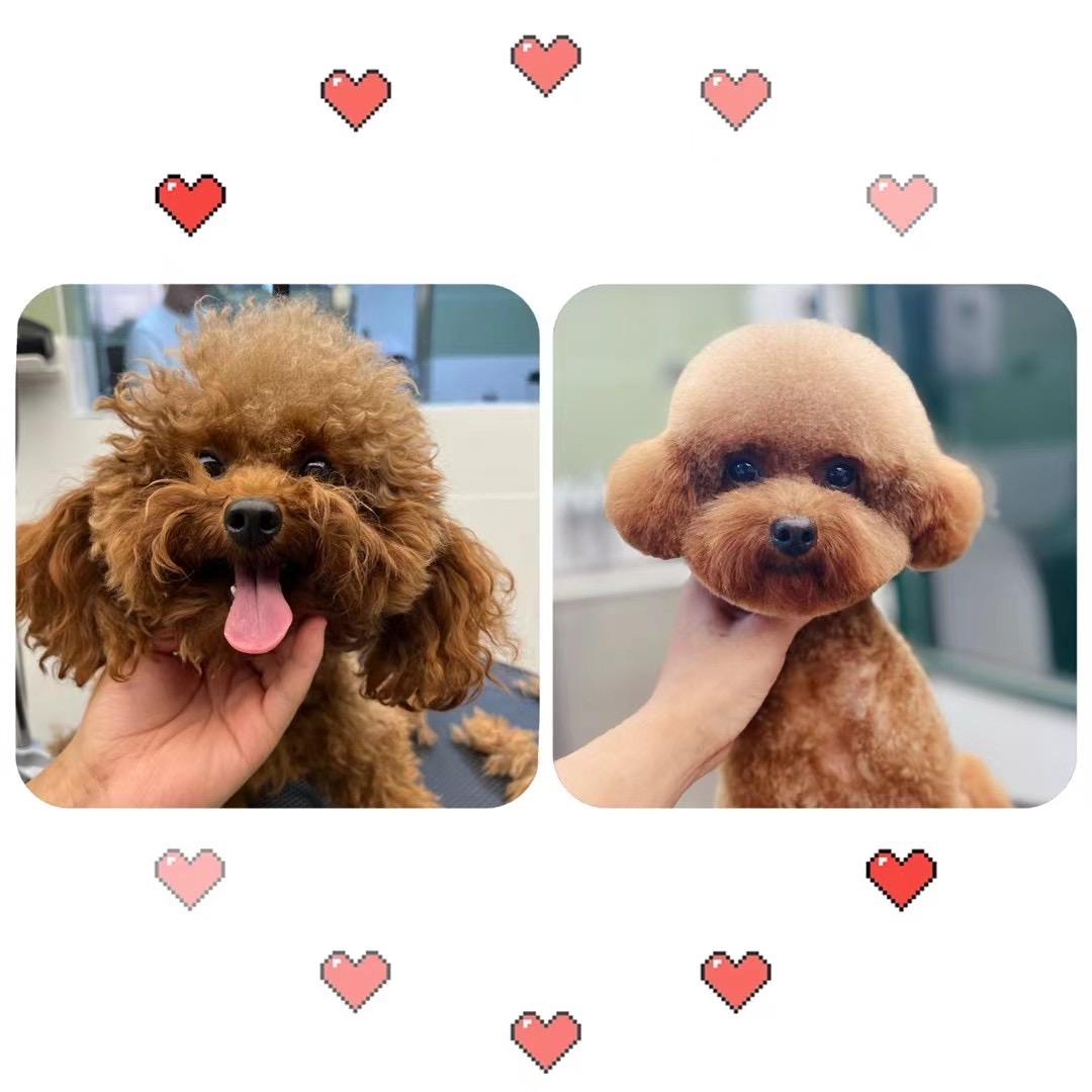 泡泡是豆包的爸爸