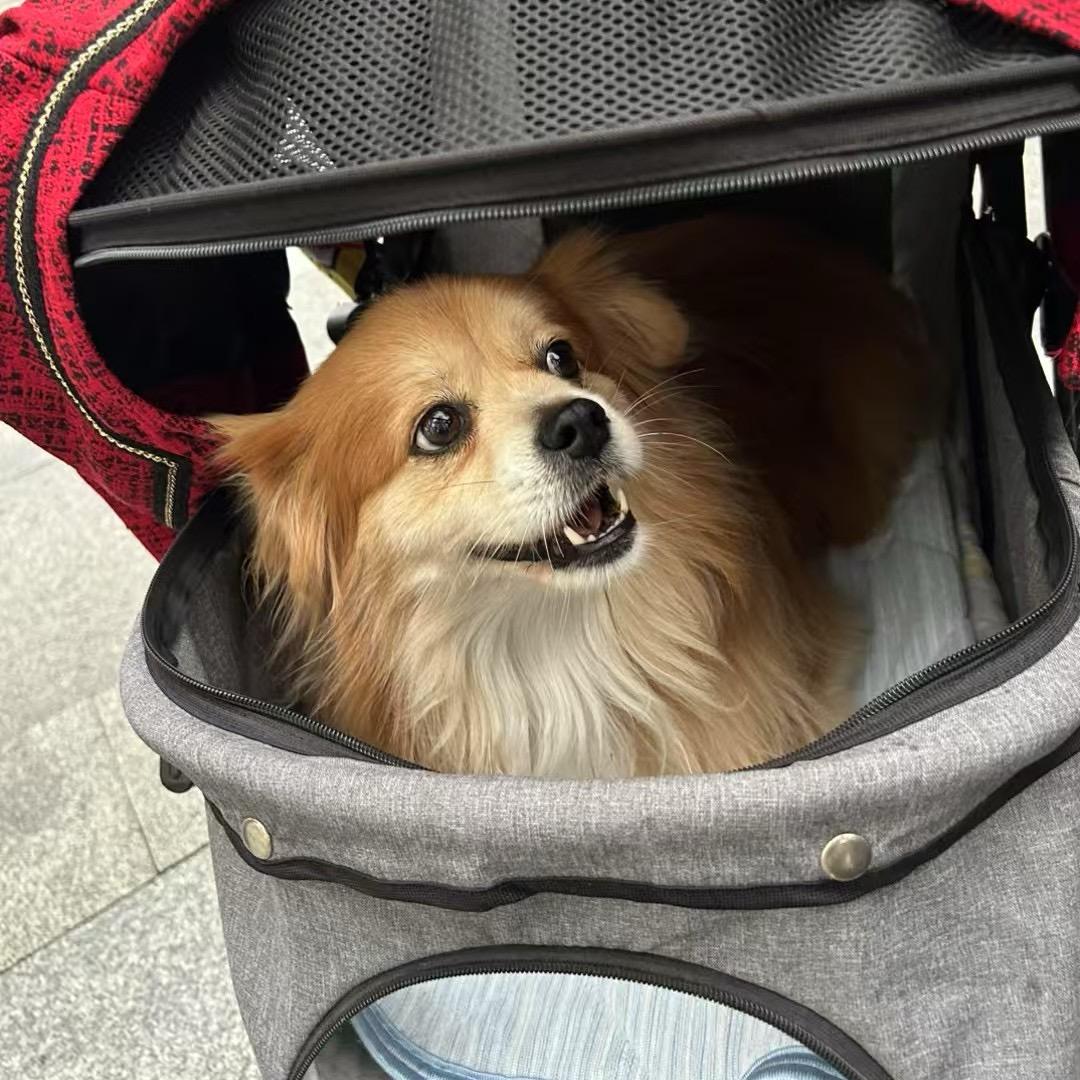 鼠捉猫