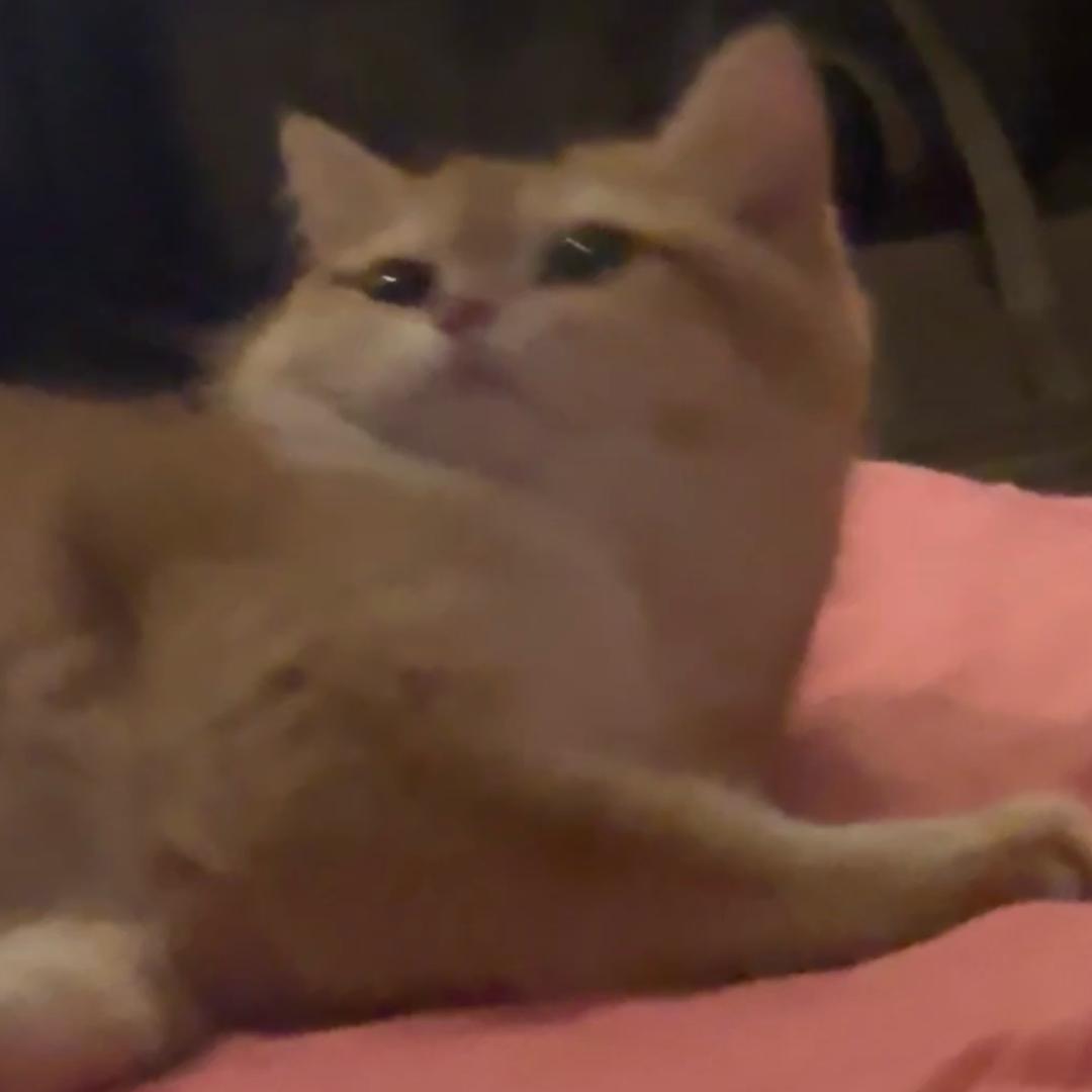 旺仔🥛（樱桃子弹爱粉版）