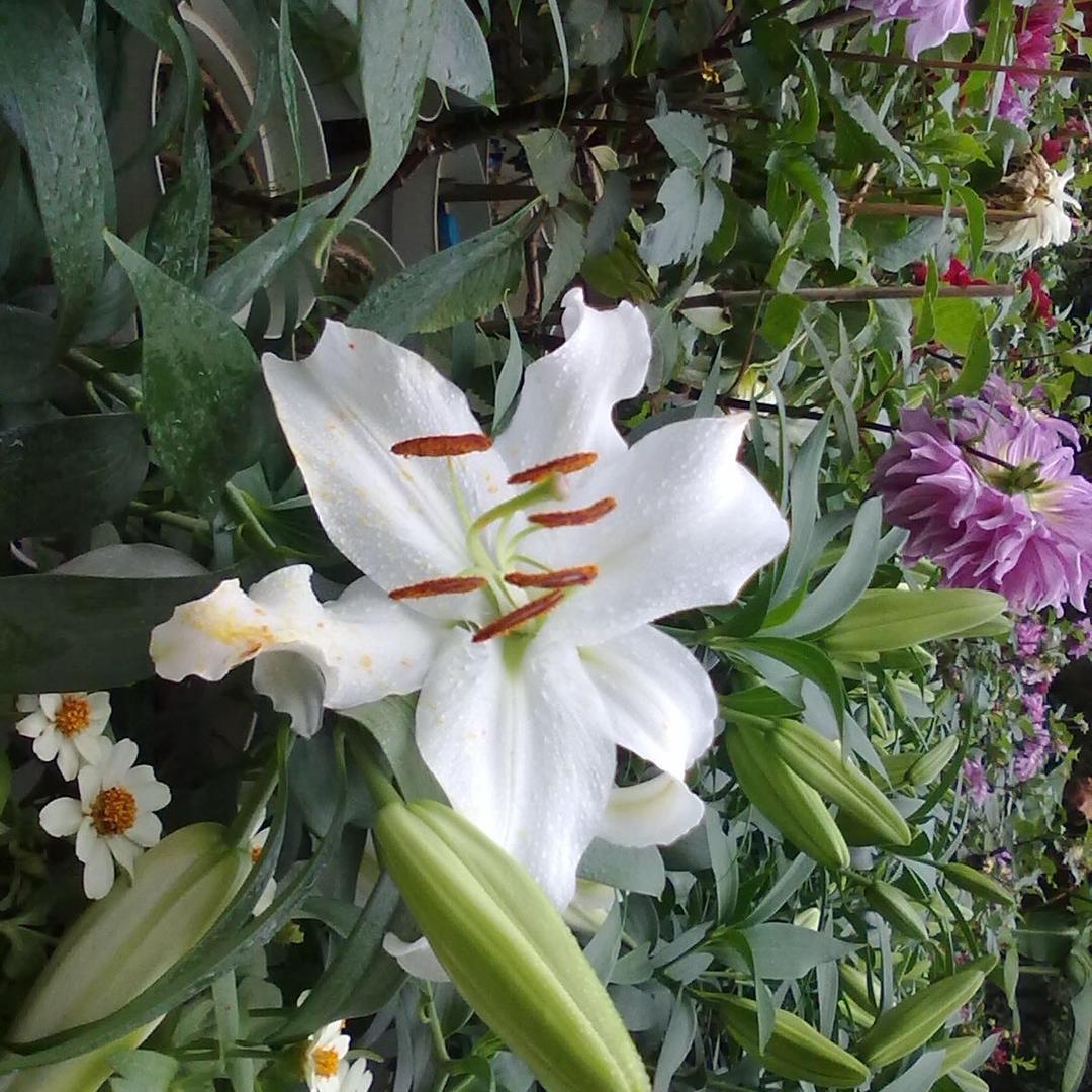 菁菁