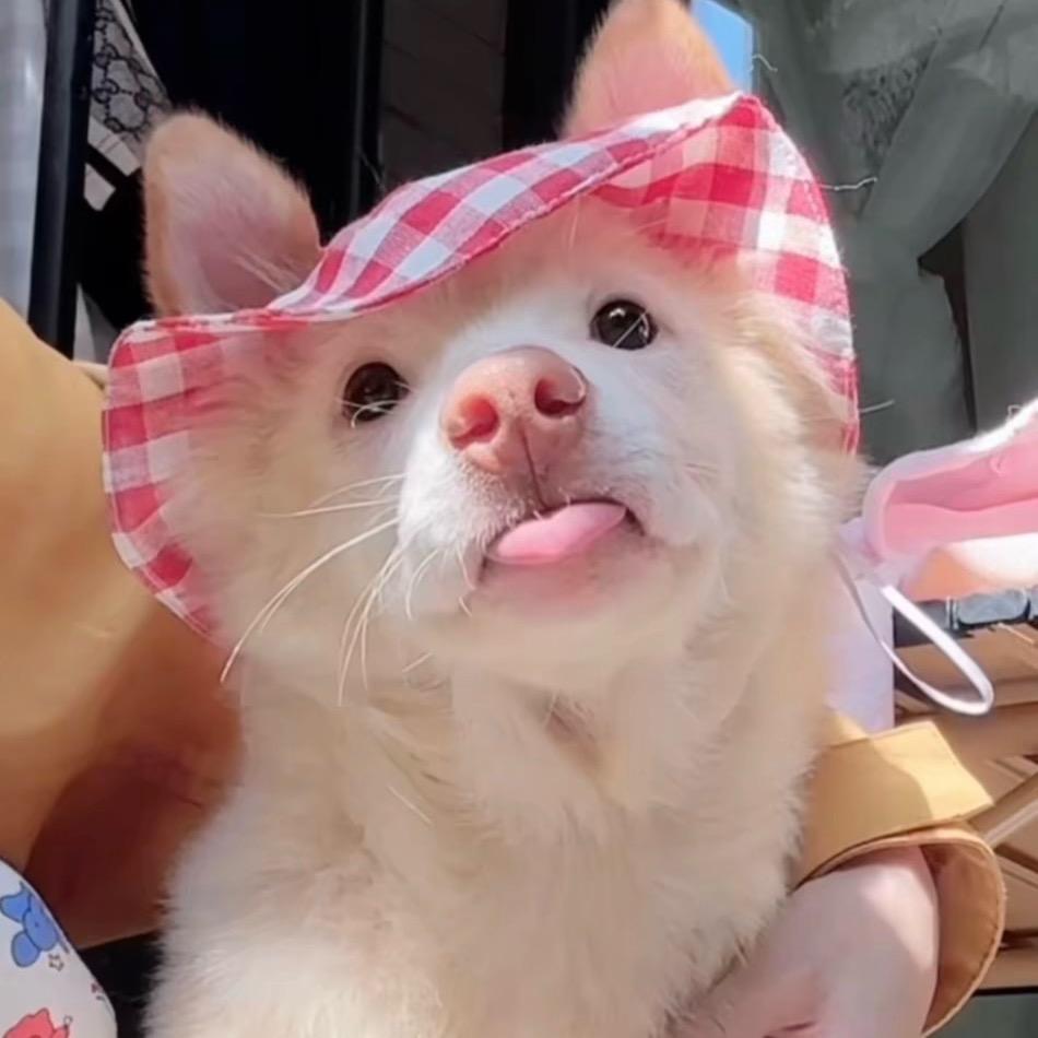 夏宝mm