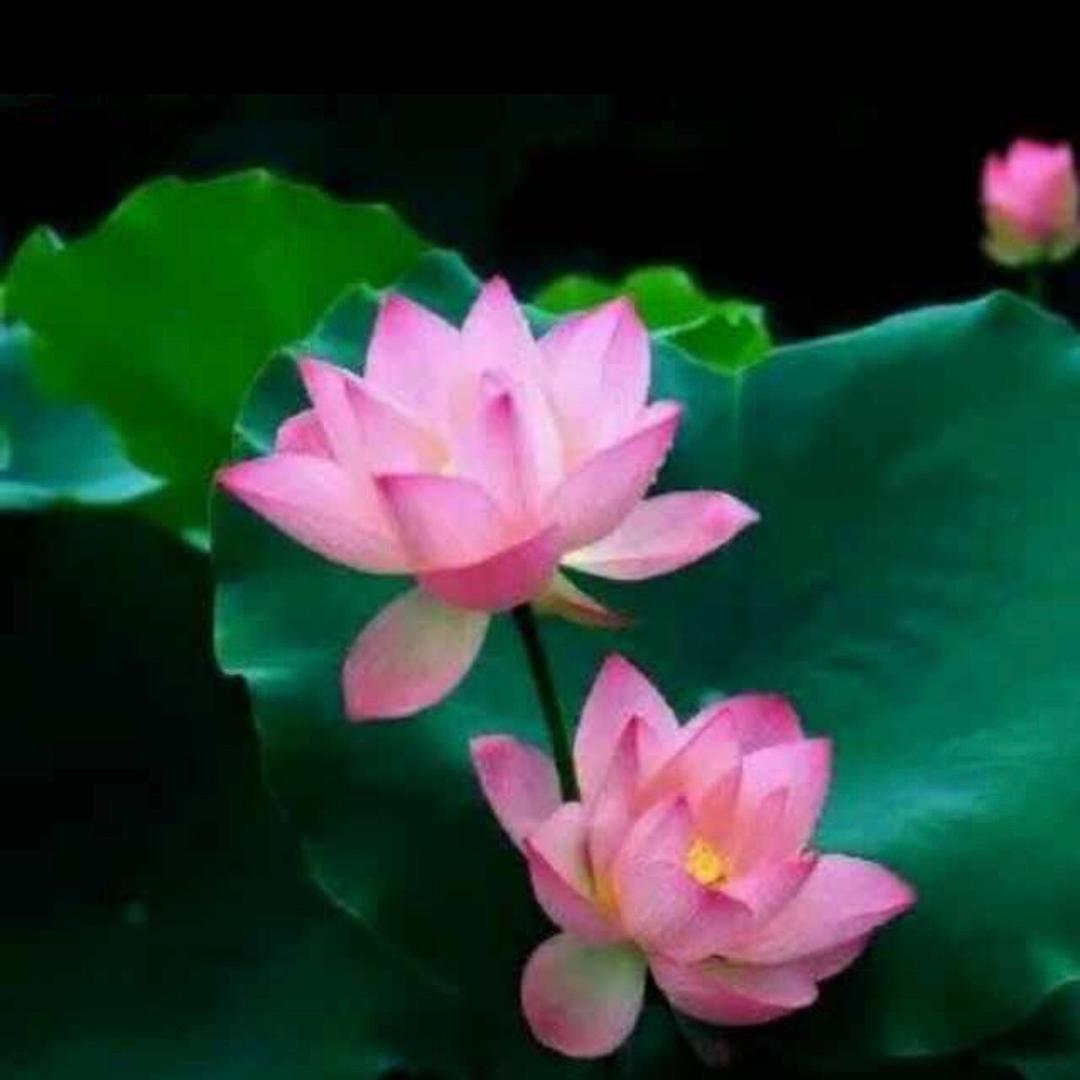 娟子成都