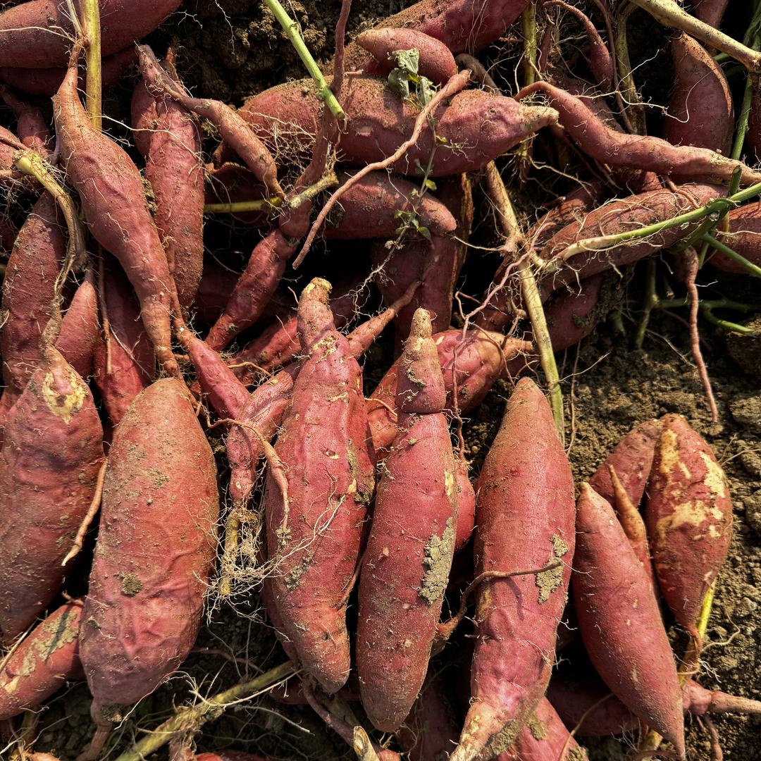 怀远超丰种养殖农民专业合作社（新农人小闯）