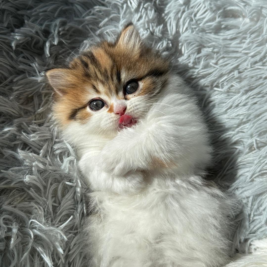 落魄小公主璐璐