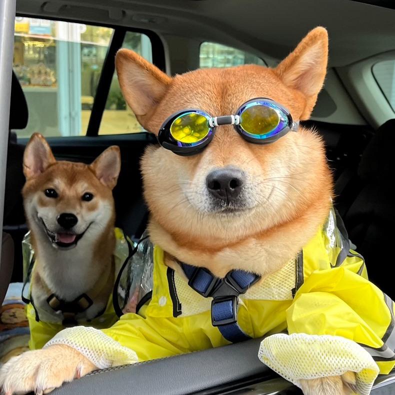 柴柴是柴犬