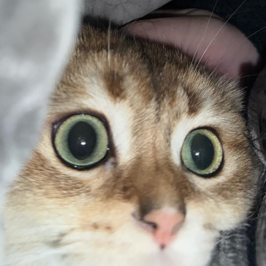 捕鱼草
