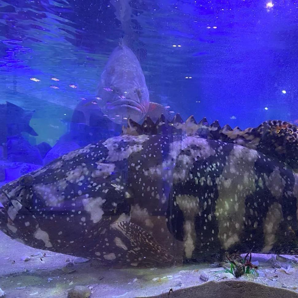 湛江洪哥海鲜