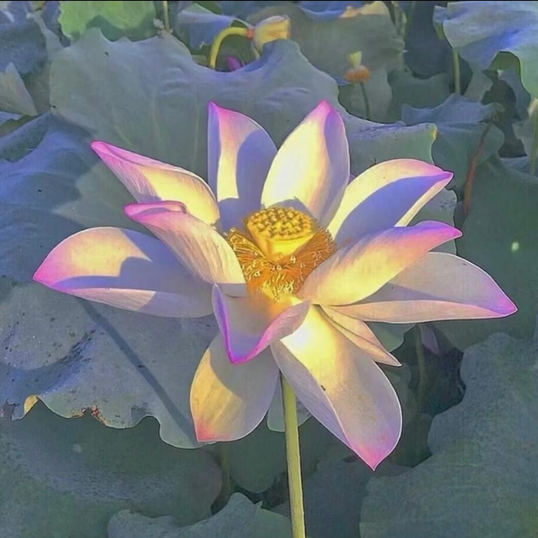 叶老师聊养胃