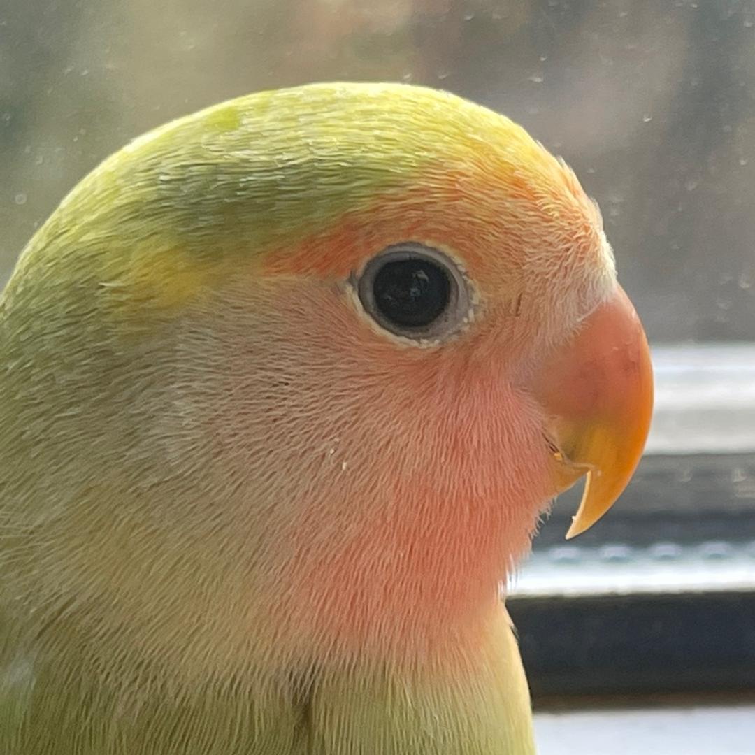 牛油果🥑