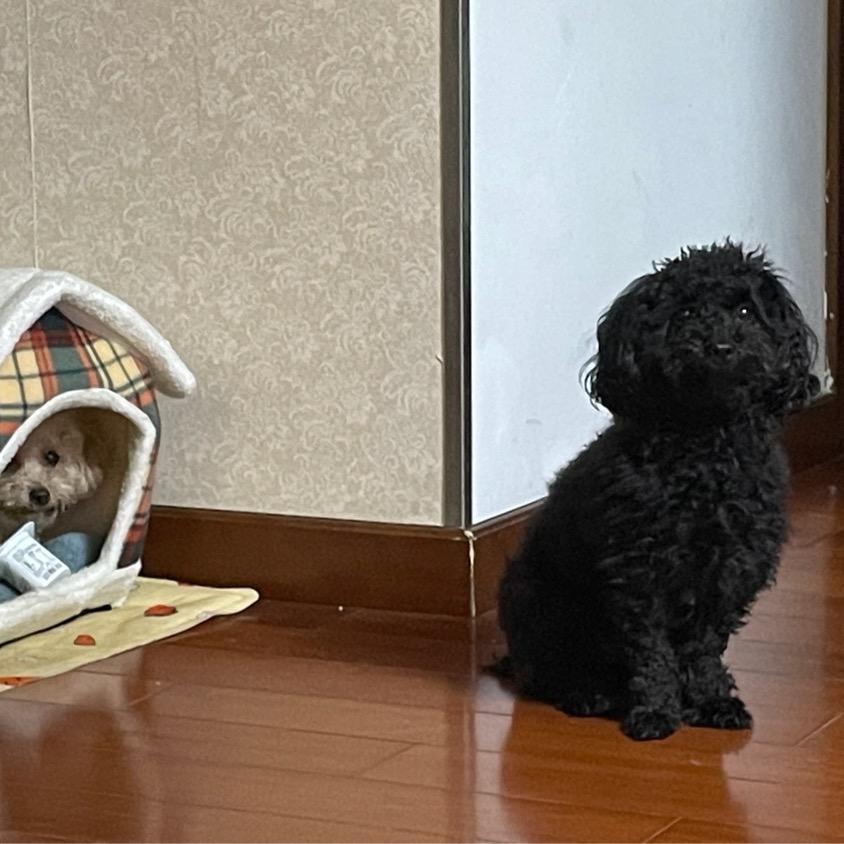 红薯烤的香