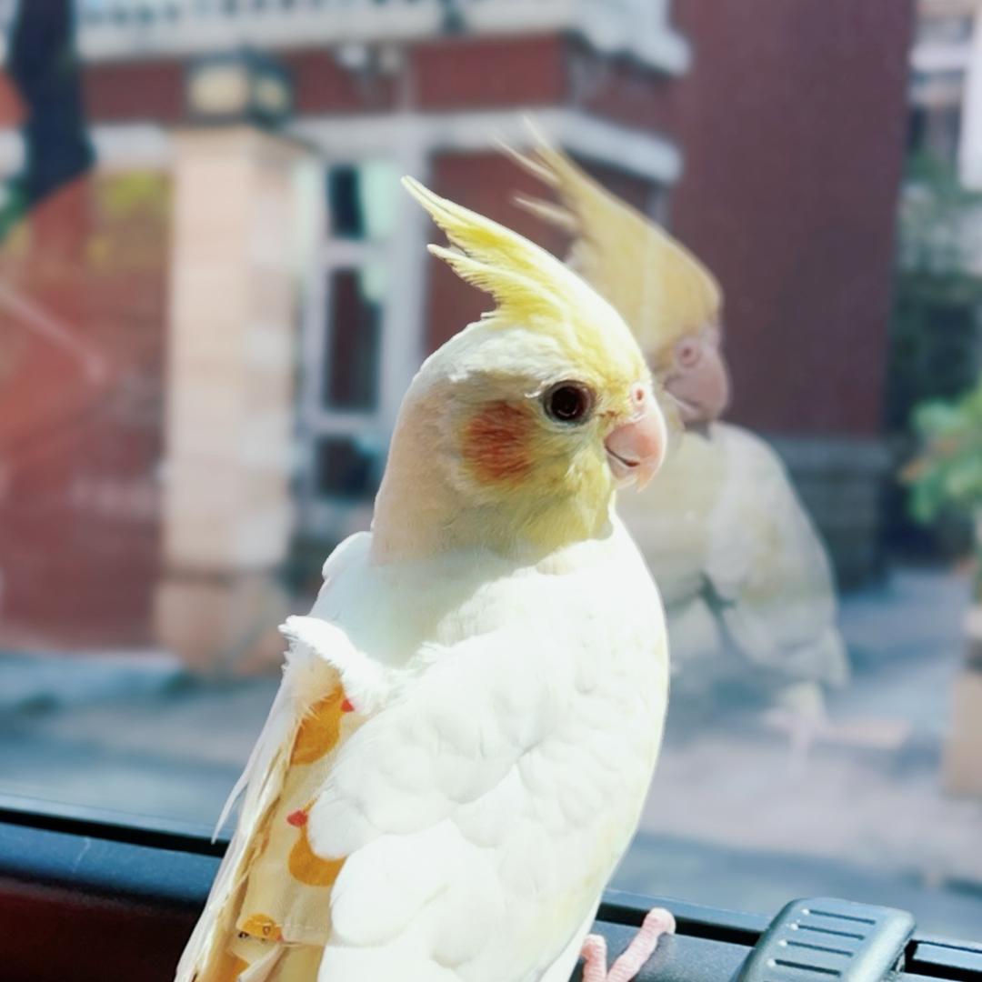 鸟界冰冰陛下🦜