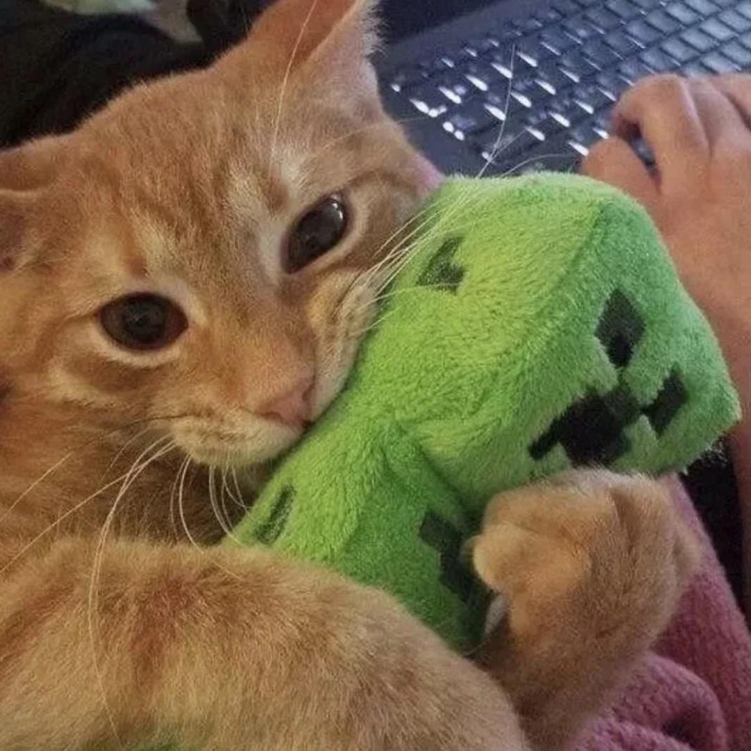 雨落下的那个夜晚帝王蟹变成小蝴蝶