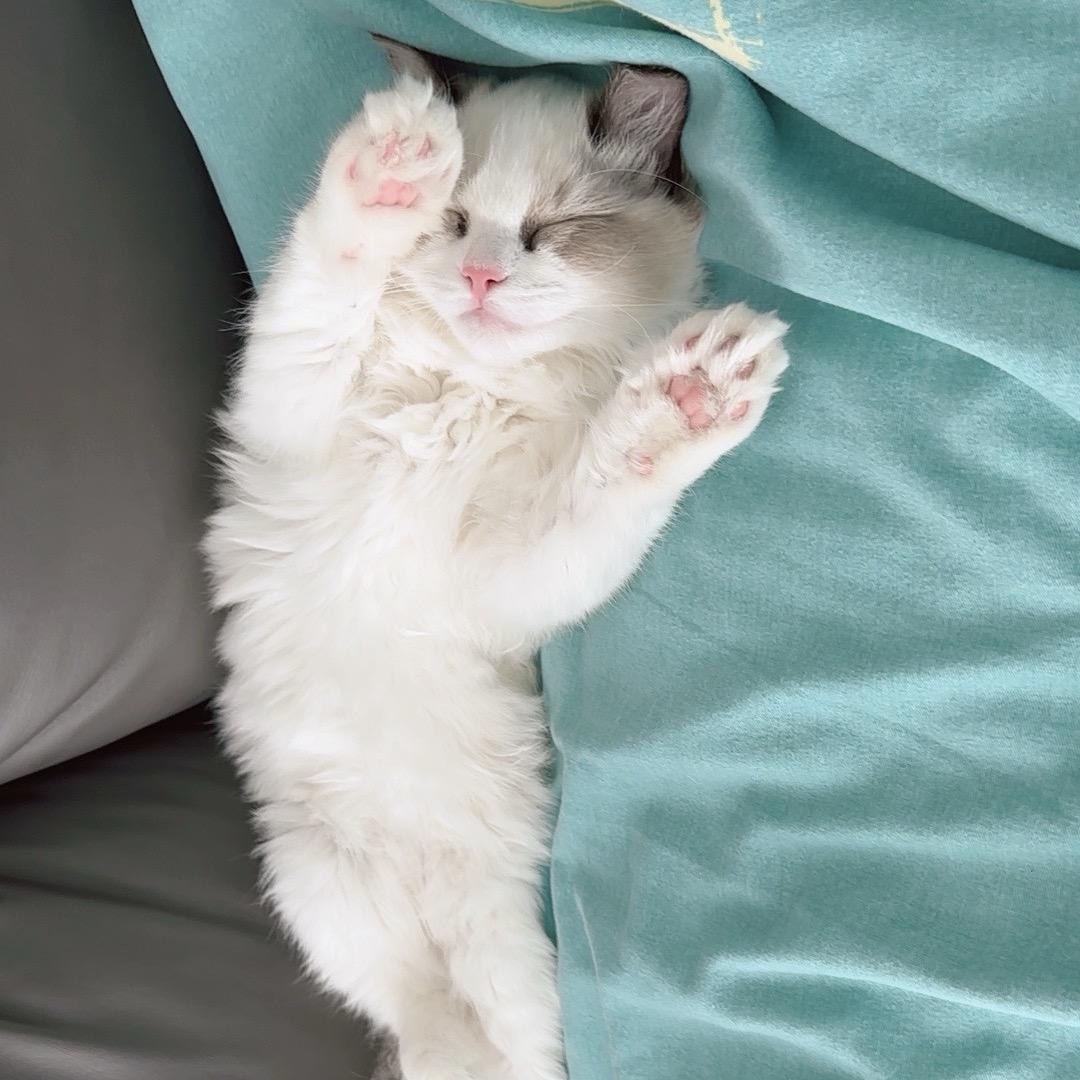 家有小老虎🐯