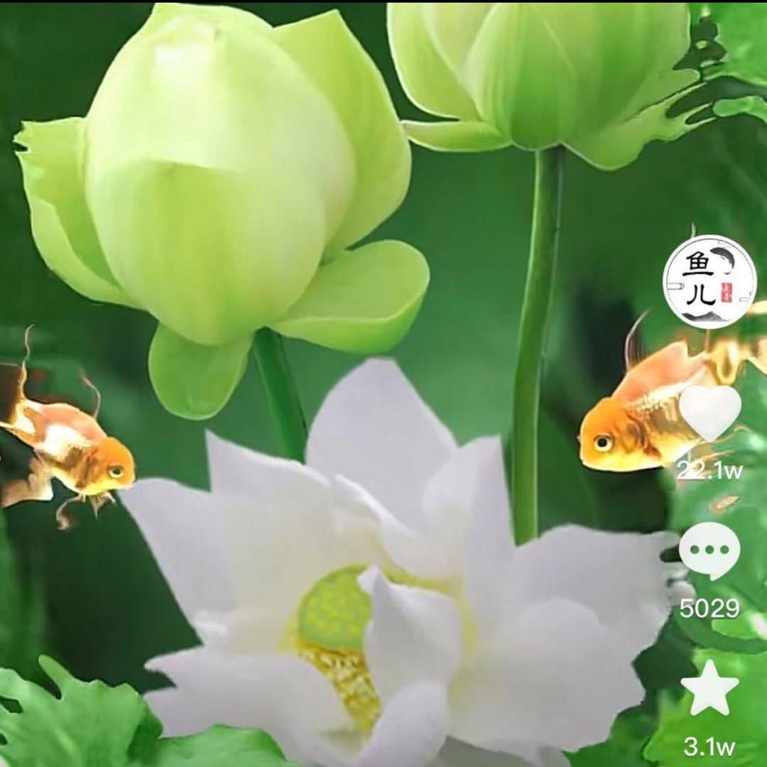 心若阳光