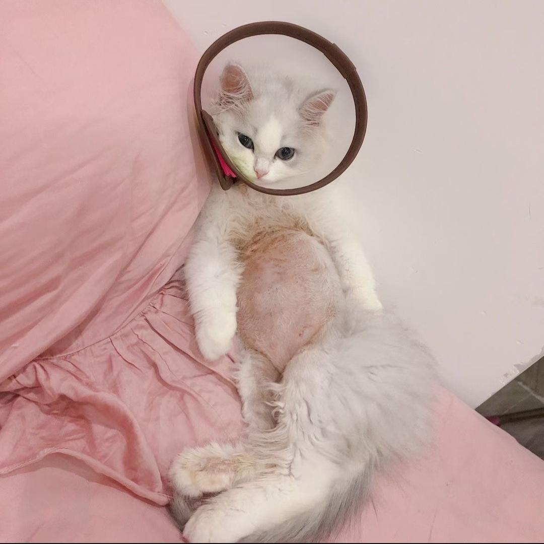 吉吉如伊令⁃ ⩊ ⁃