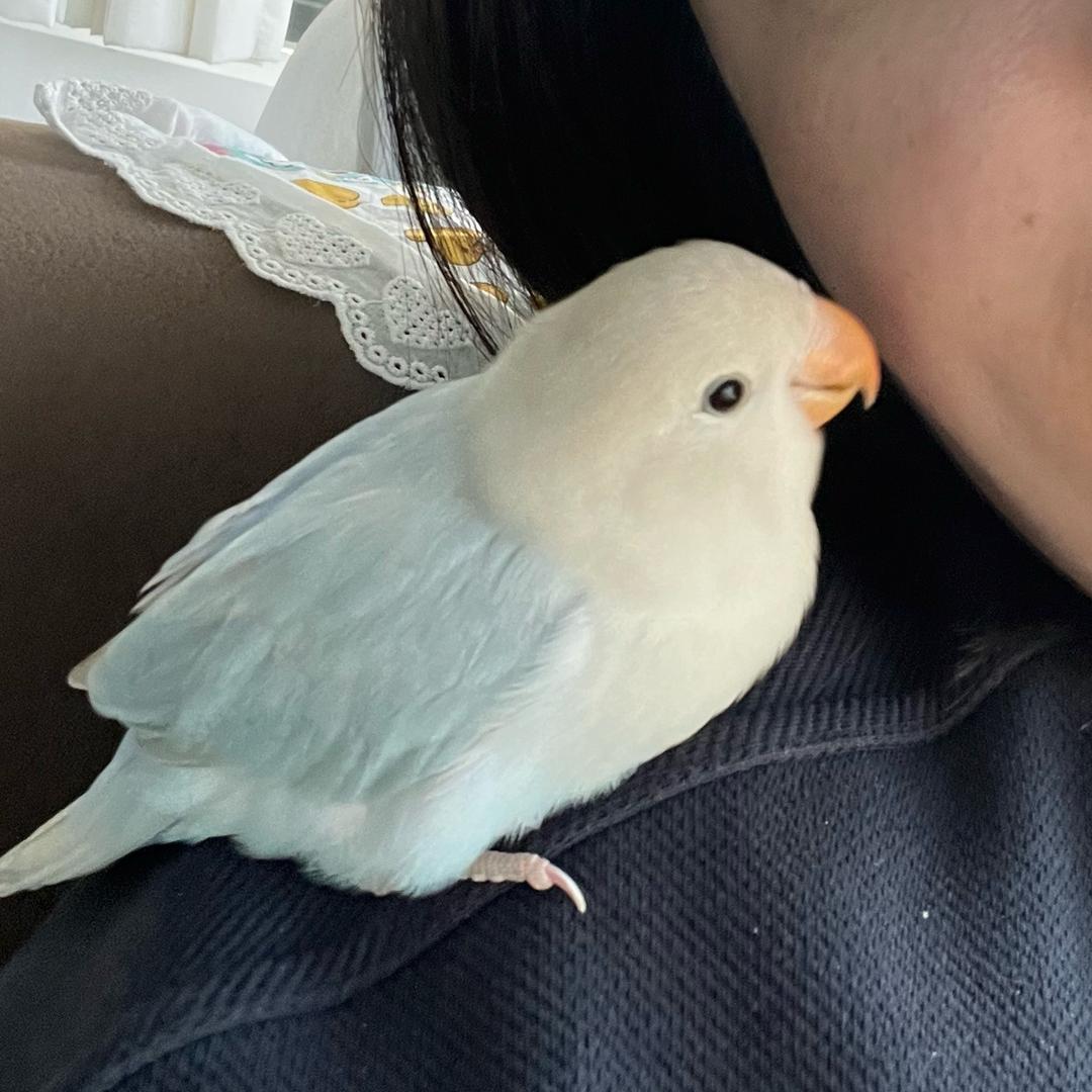 鹦鹉小蓝
