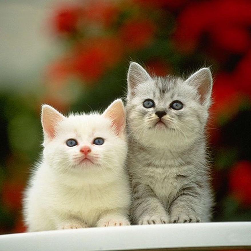 猫哥在线