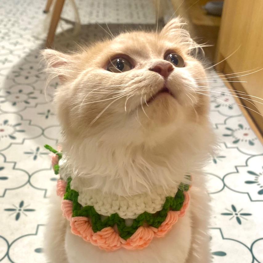 蛋饺公主软乎乎