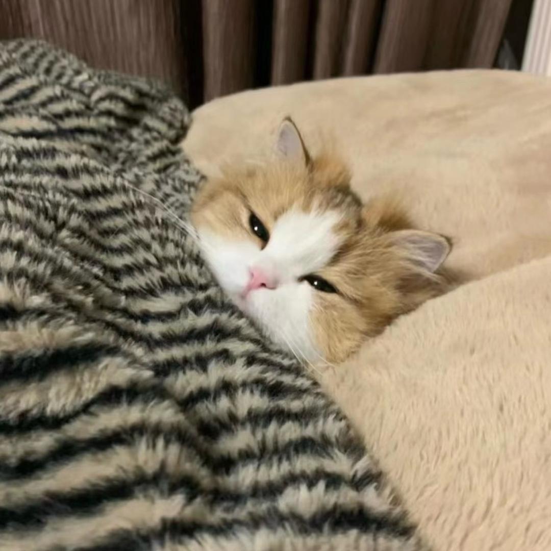 人傻嘴不甜长得安全还没钱