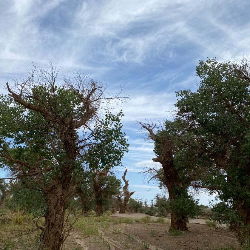 田家庵区小胖羊（原小尾羊）
