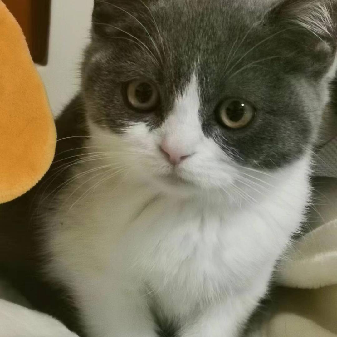 猫多多