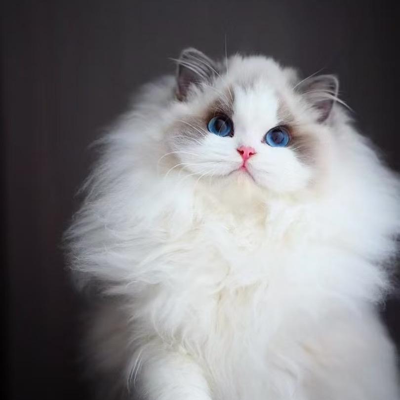 新脸版布偶猫舍2