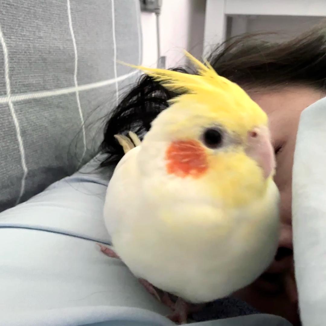 肥头圆脑多喜宝