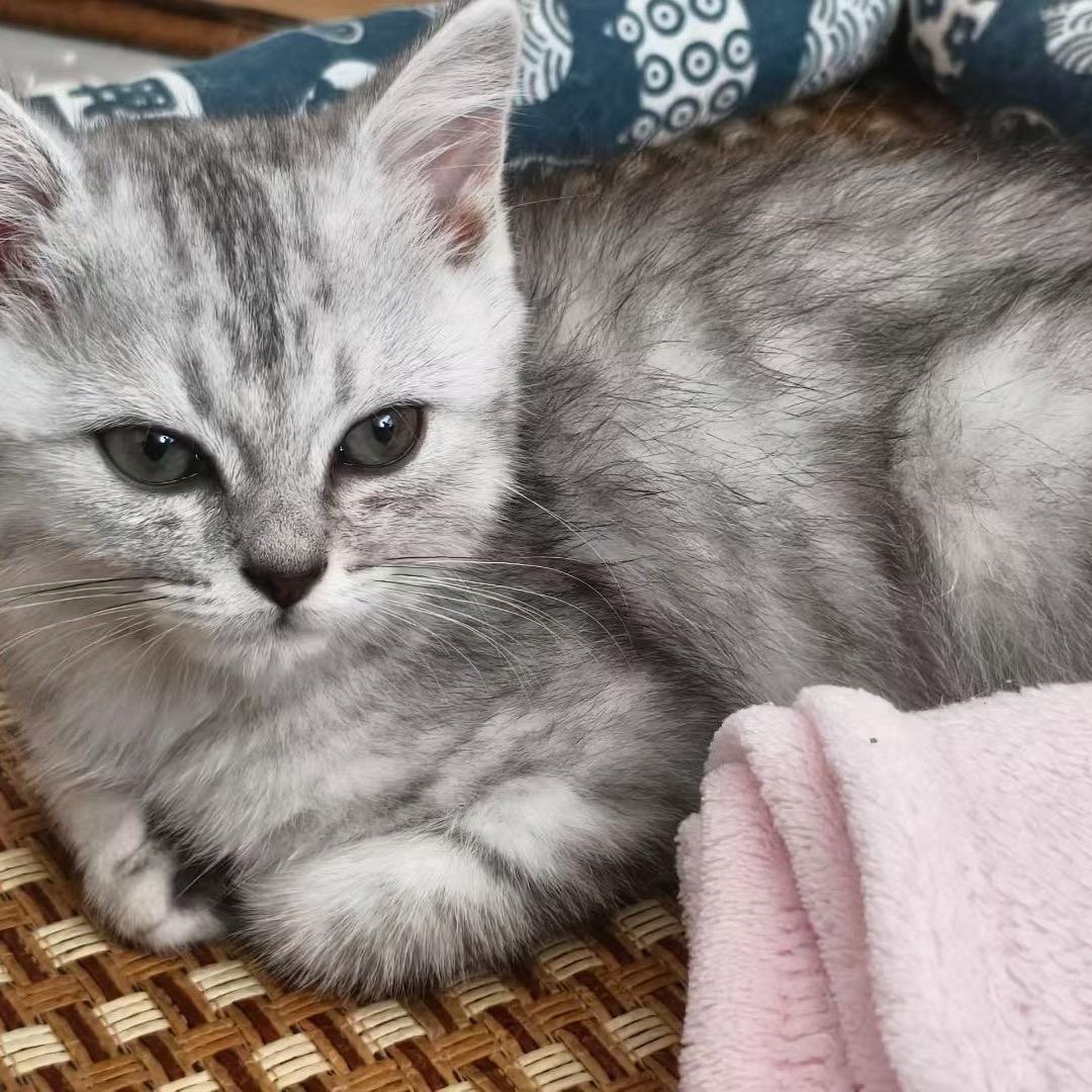 金金斑斑和一个人