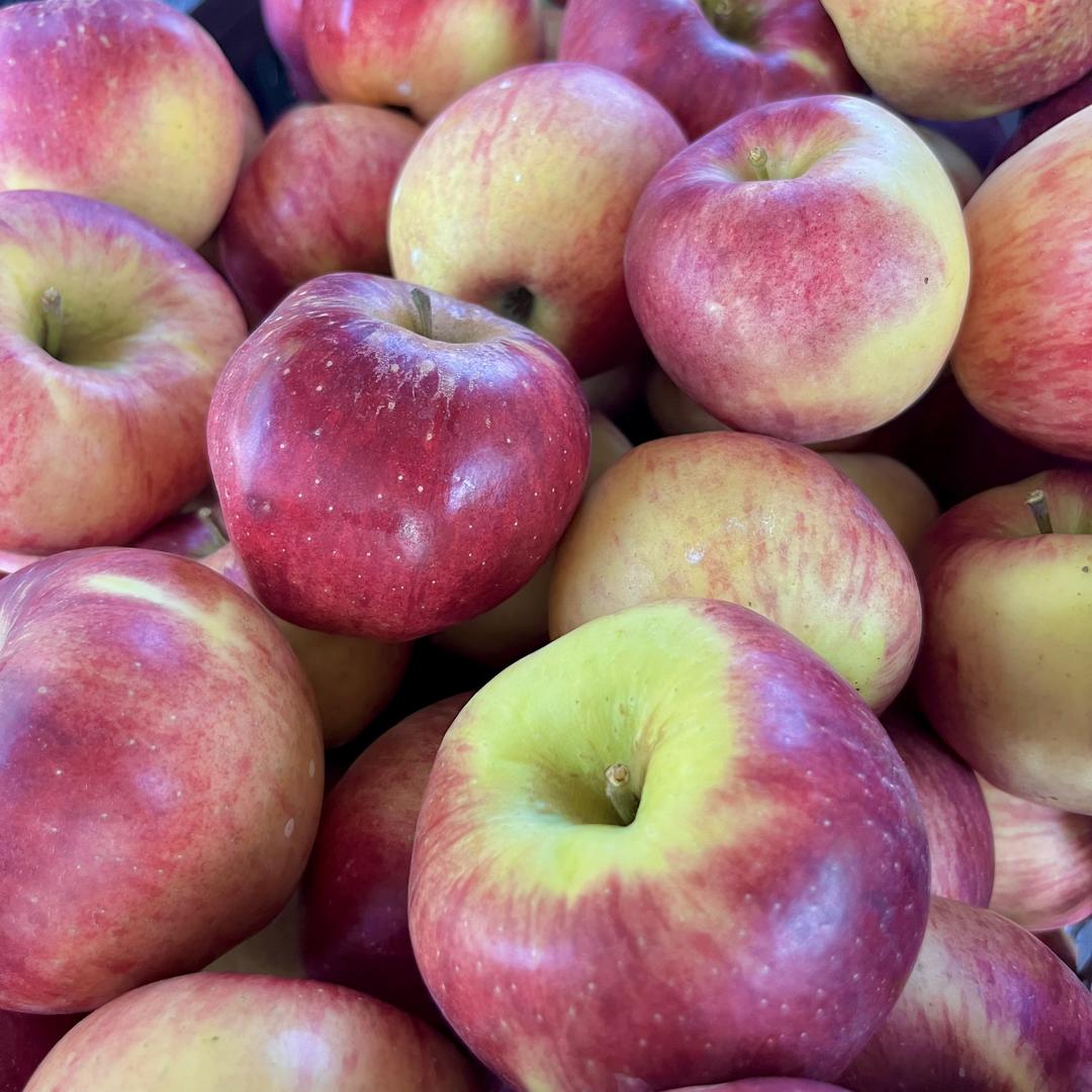 昭通洒渔苹果园