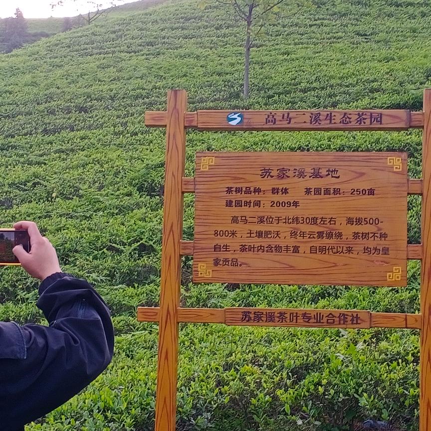 苏家溪好茶