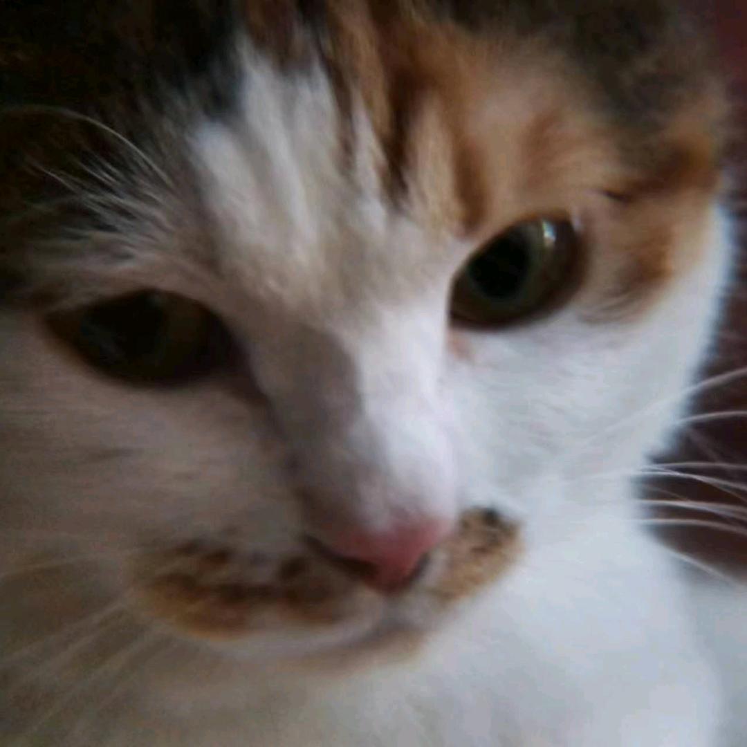秋兰西米露