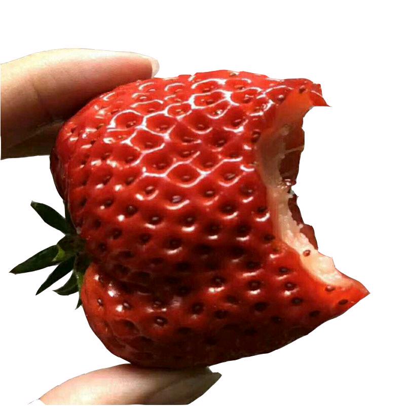 寿光小双草莓采摘园
