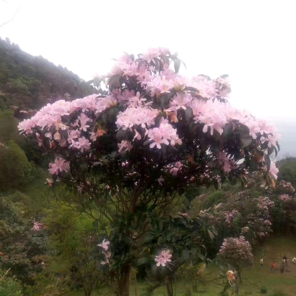 月光光