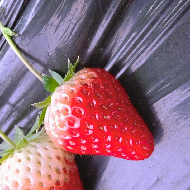 农业社会