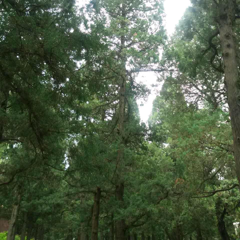 日光倾城2