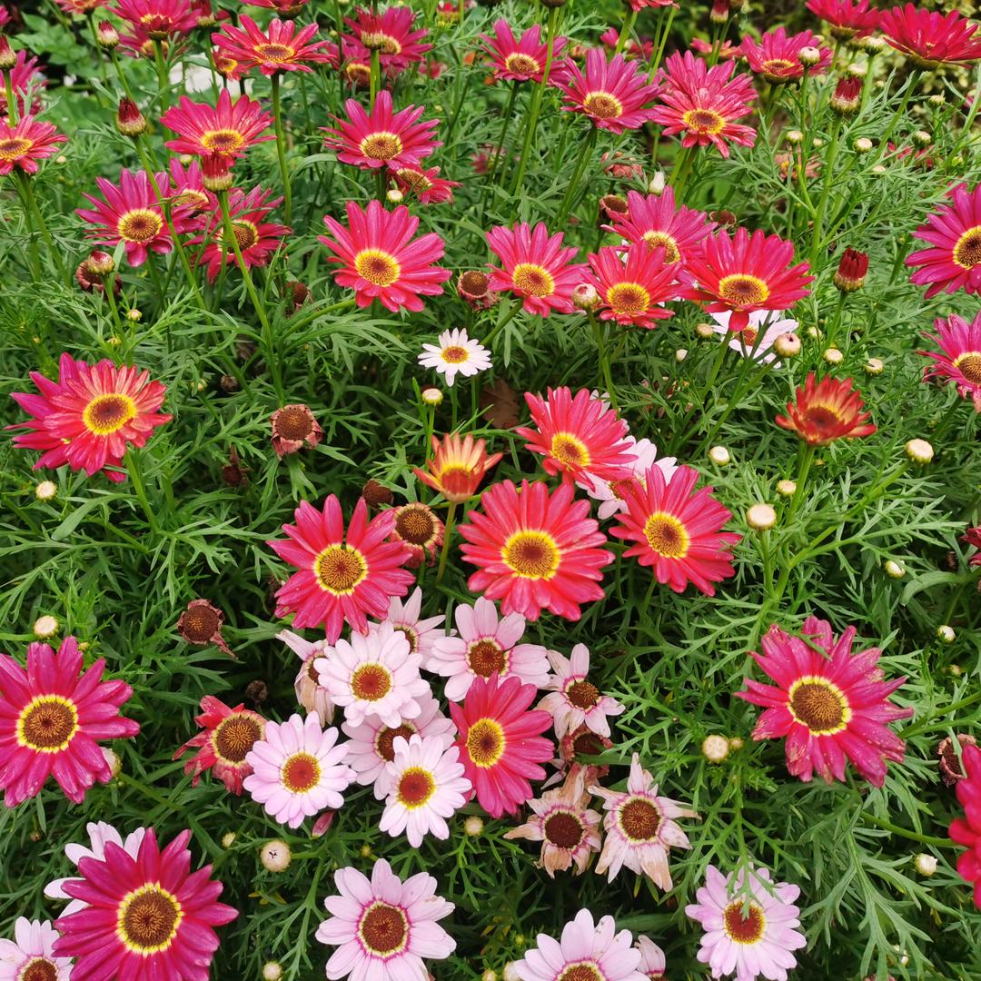 菲宝