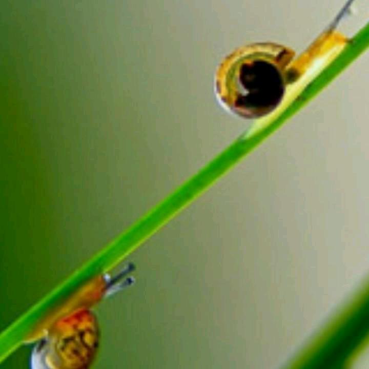 ✍🏻ºº¾骑着蜗牛去散步