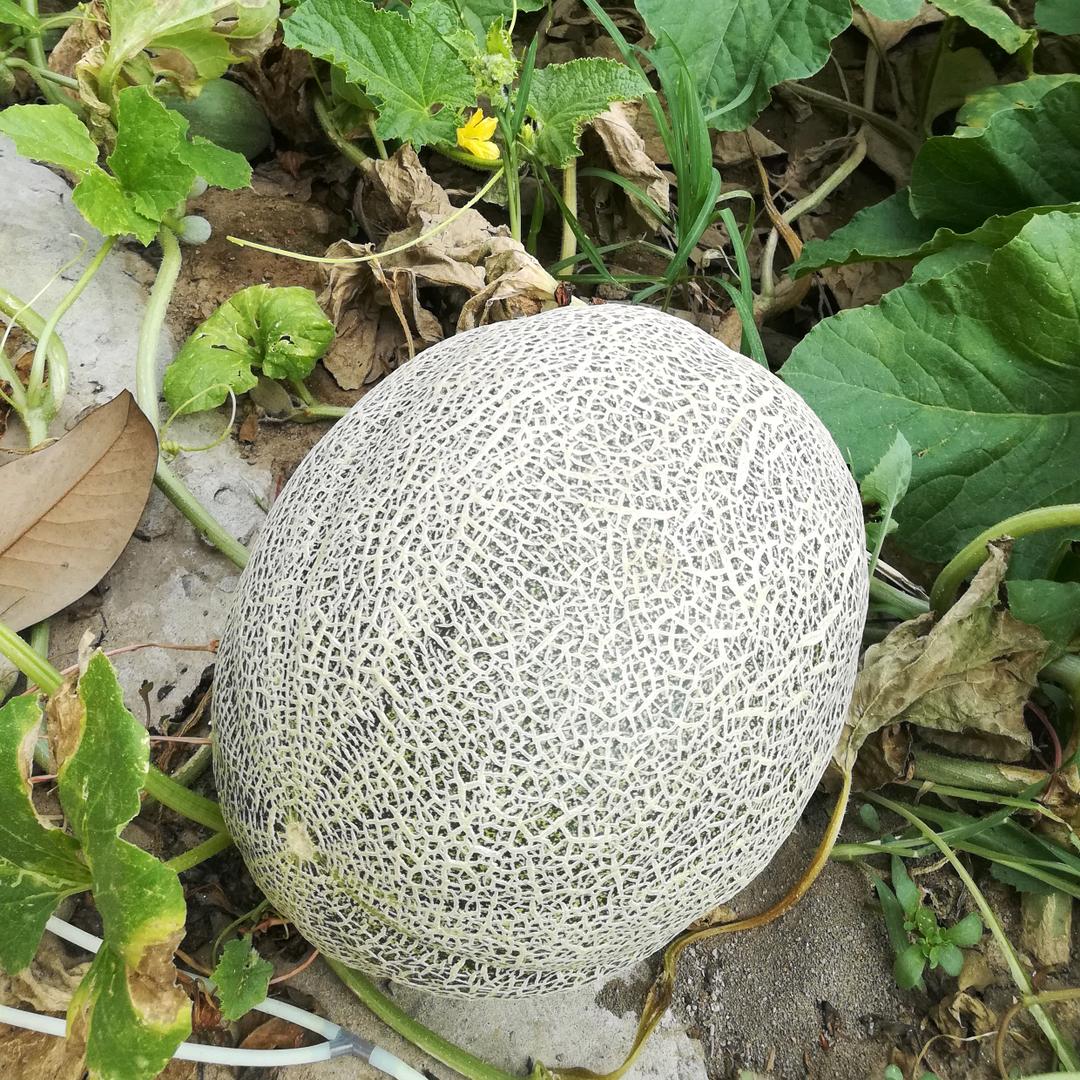 H🌺温馨