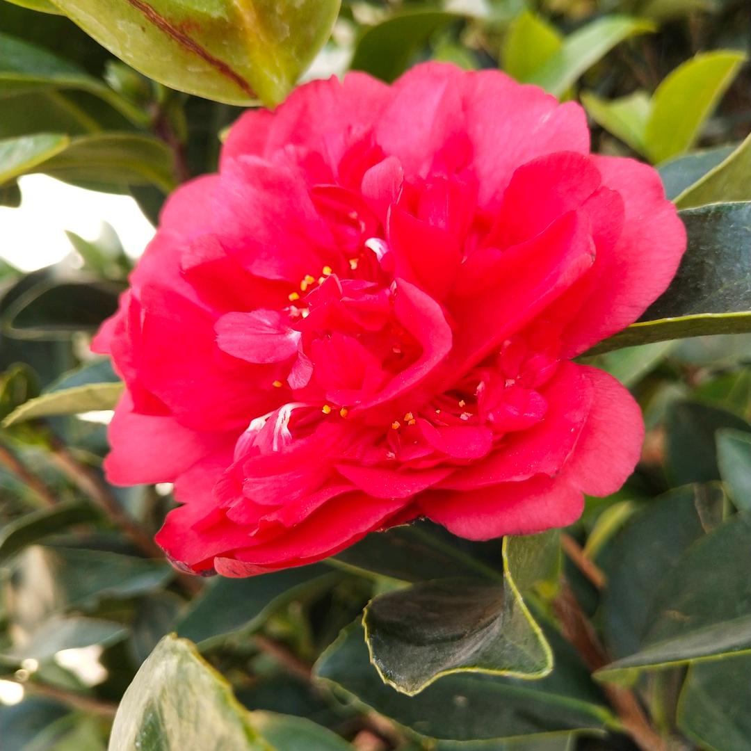 荣梅