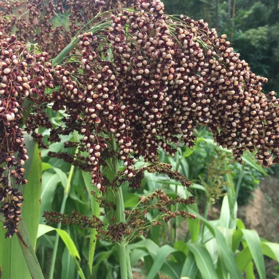 延平高粱