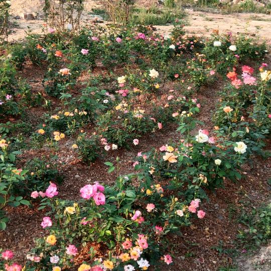 လင္းလင္း