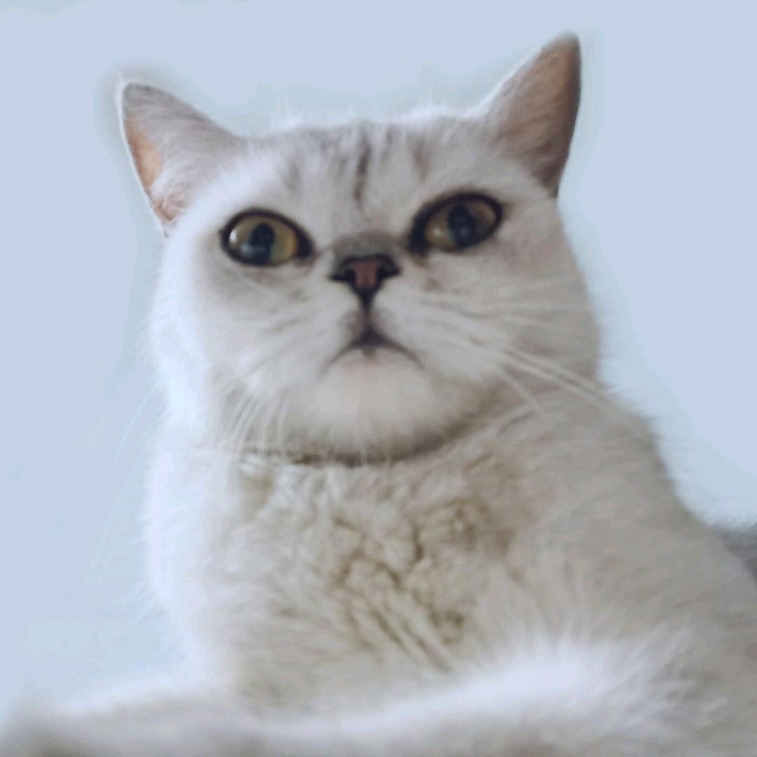 桦悄宠物用品（商品进店选购）