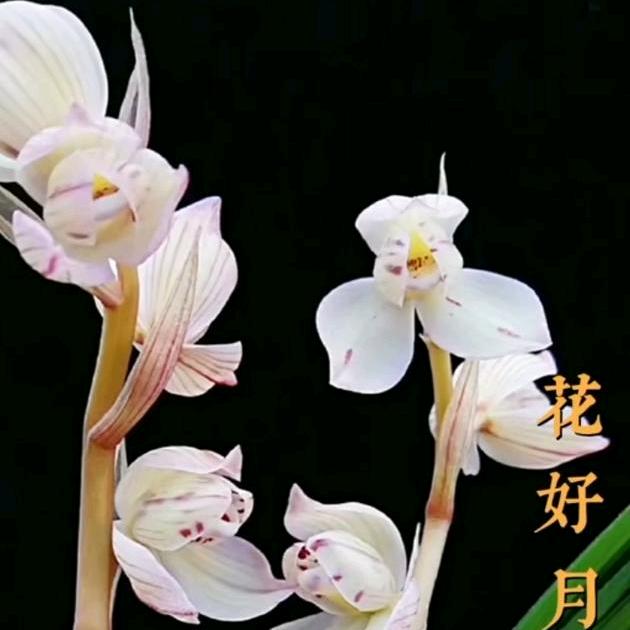 红酒哥