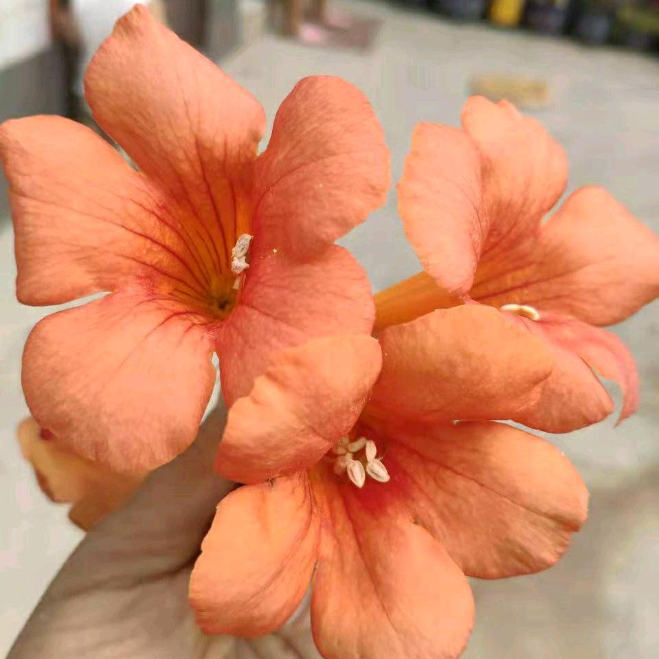 开心果“”